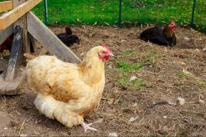 Some of our Chickens